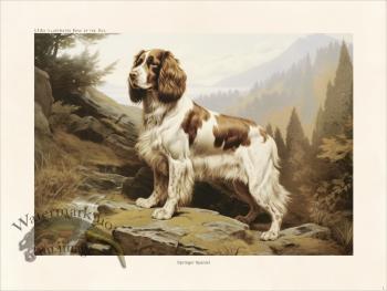 CFA Dog Britany Spaniel 01